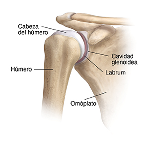 Vista frontal de los huesos de la articulación del hombro.